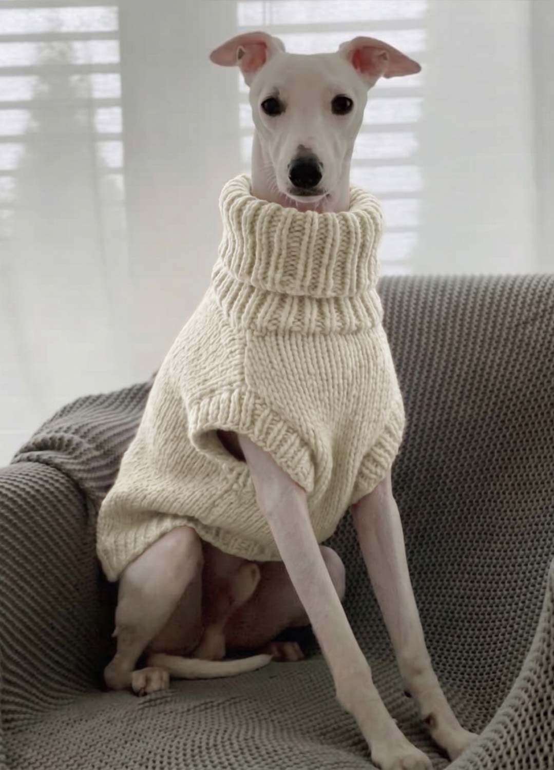 Scooby Sweater Kit for Pets - Yummy Version